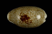 藏品(愛龍寶螺)的圖片